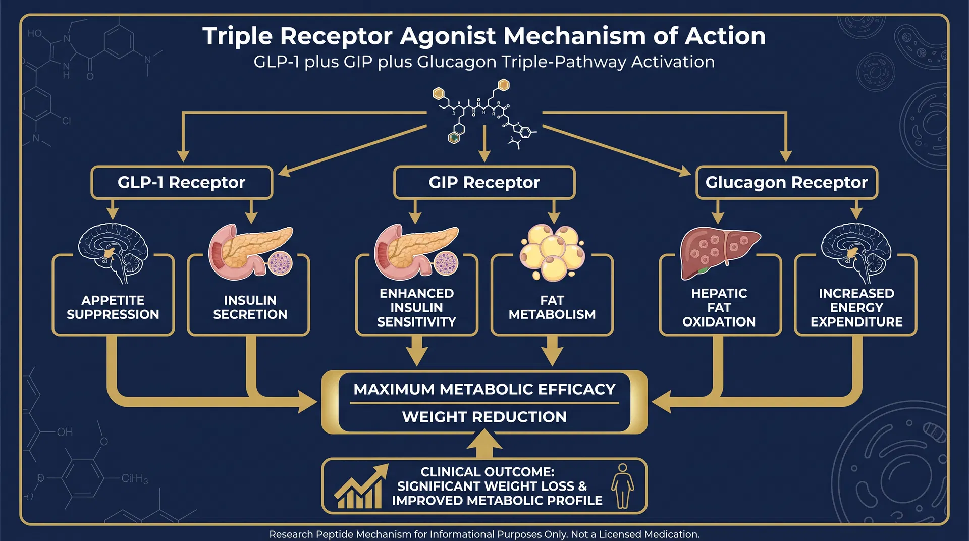 GLP-3 R mechanism of action diagram — Triple Incretin Receptor Agonism & Weight Reduction