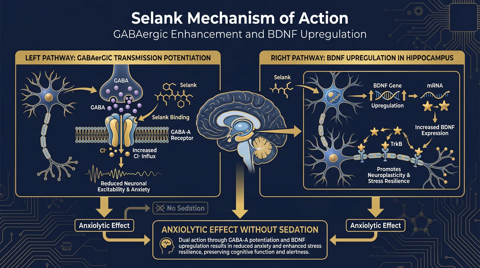 Selank mechanism of action diagram — GABAergic Modulation & Anxiolytic Neuropeptide
