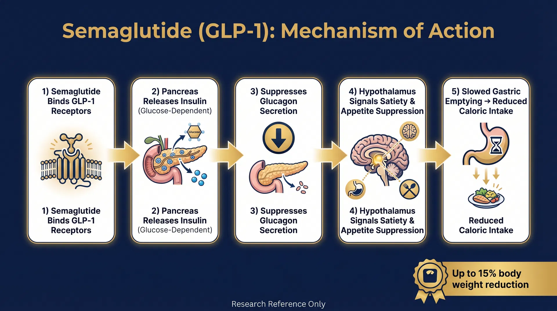 GLP-1 mechanism of action diagram — Incretin Hormone & Insulin Secretion Regulation