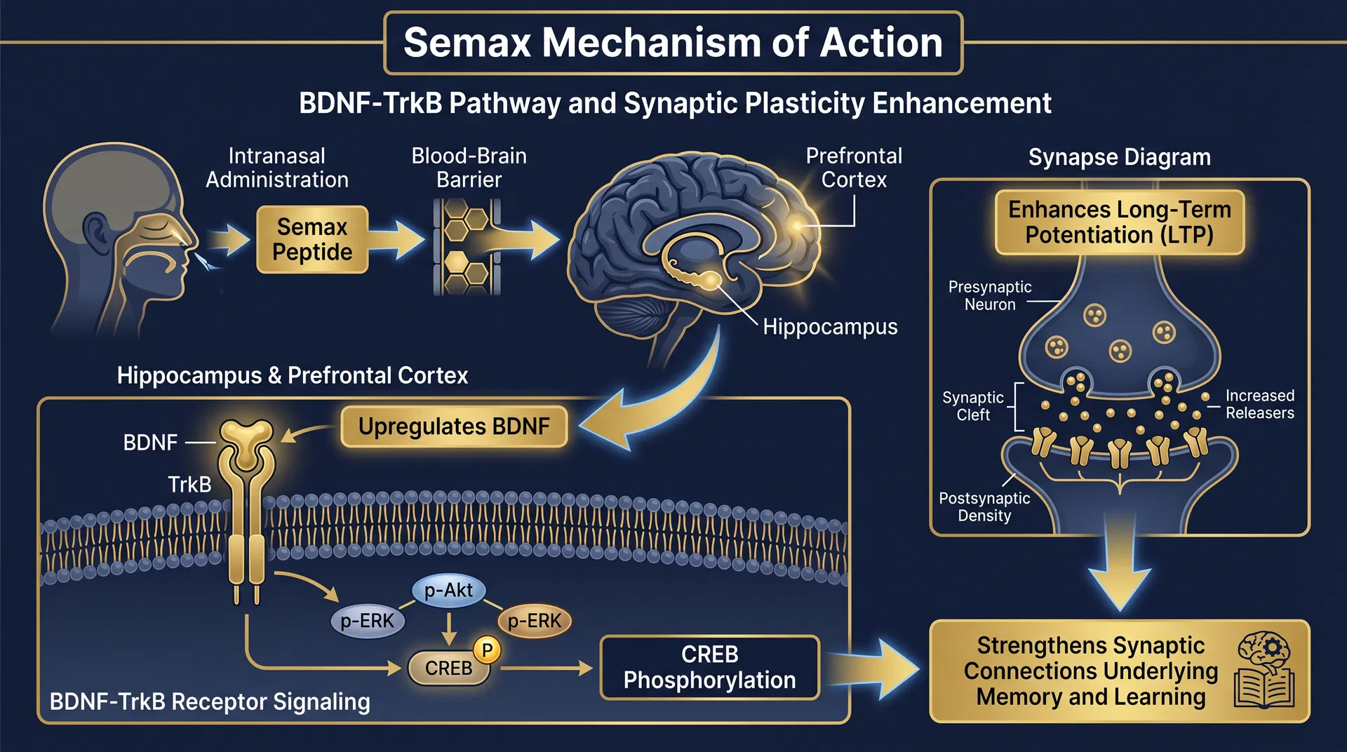 Semax mechanism of action diagram — BDNF Upregulation & Neuroprotective Signaling