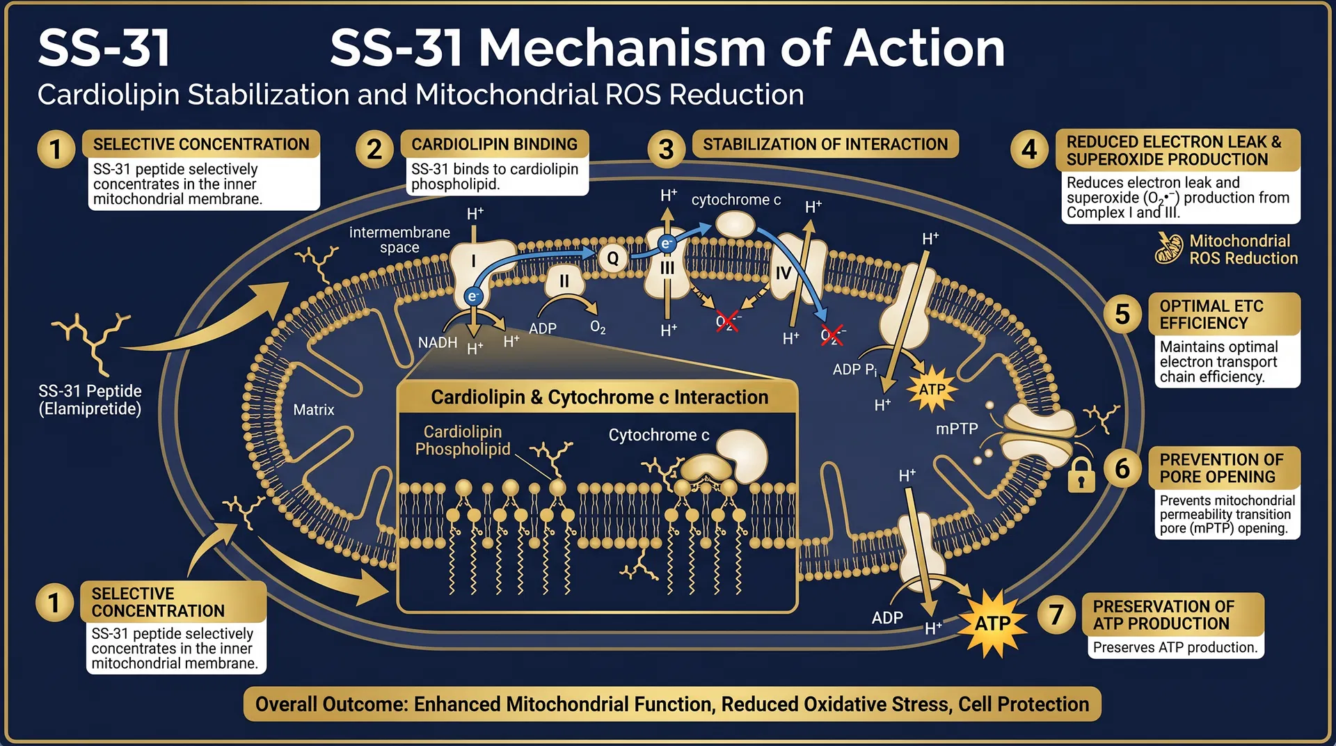 SS-31 mechanism of action diagram — Cardiolipin Stabilization & Mitochondrial Membrane Protection