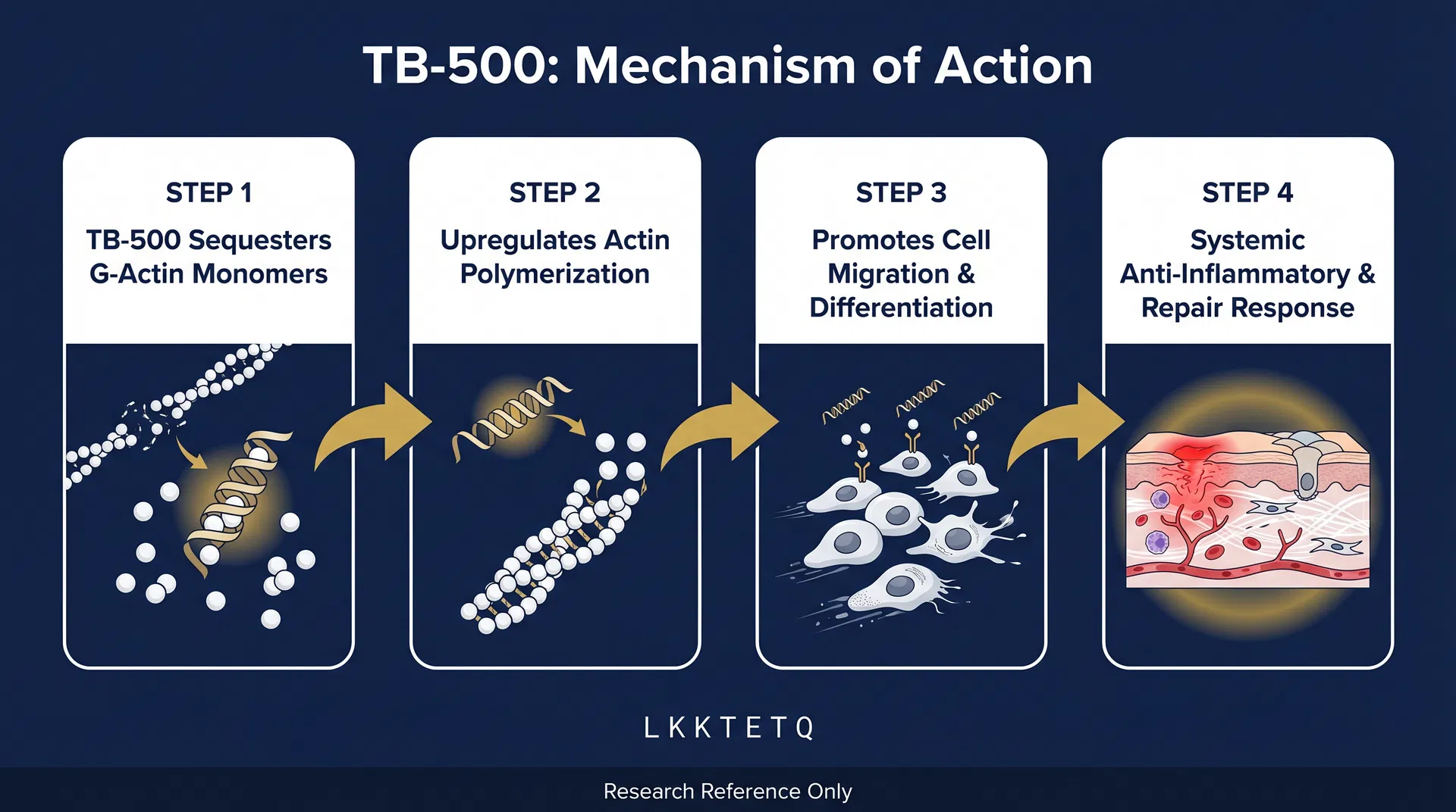 TB-500 mechanism of action diagram — Actin Regulation & Cell Migration Pathways