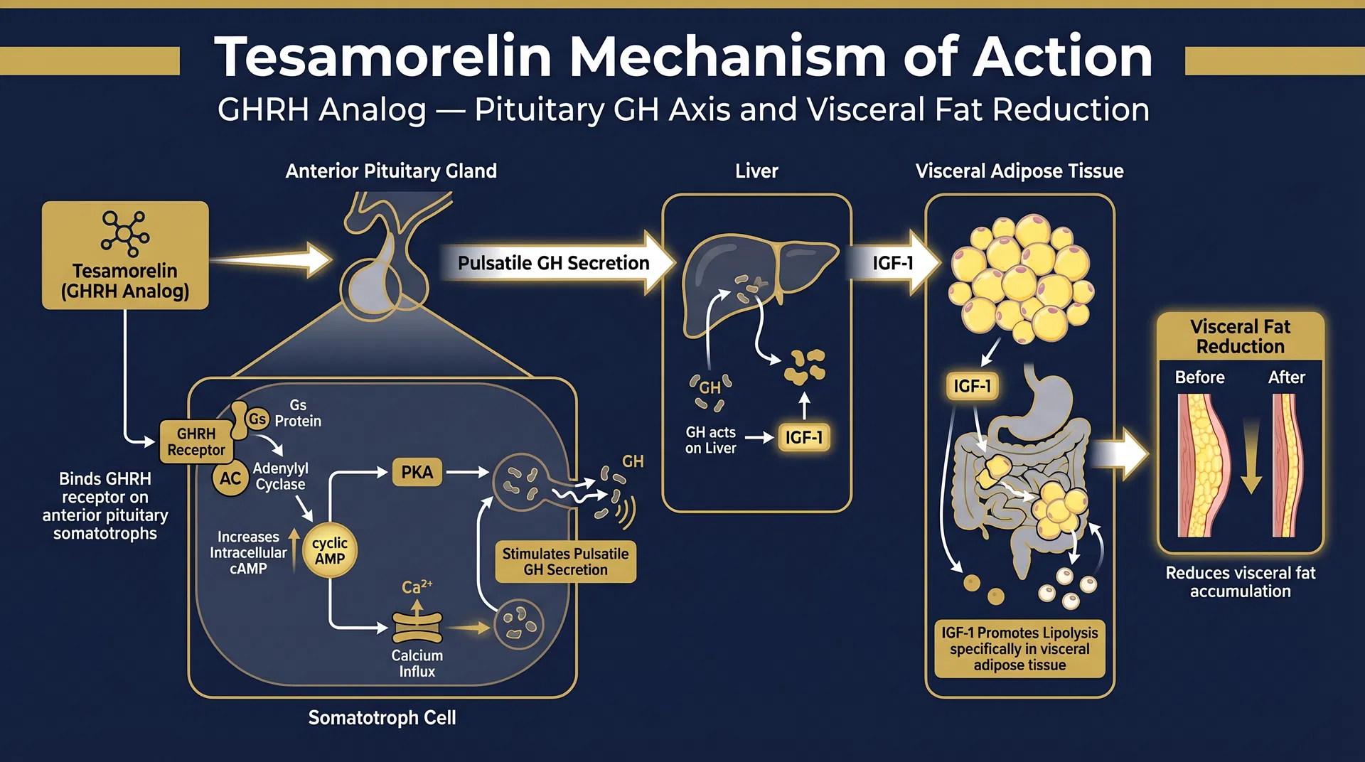 Tesamorelin mechanism of action diagram — GHRH Receptor Activation & Visceral Fat Reduction