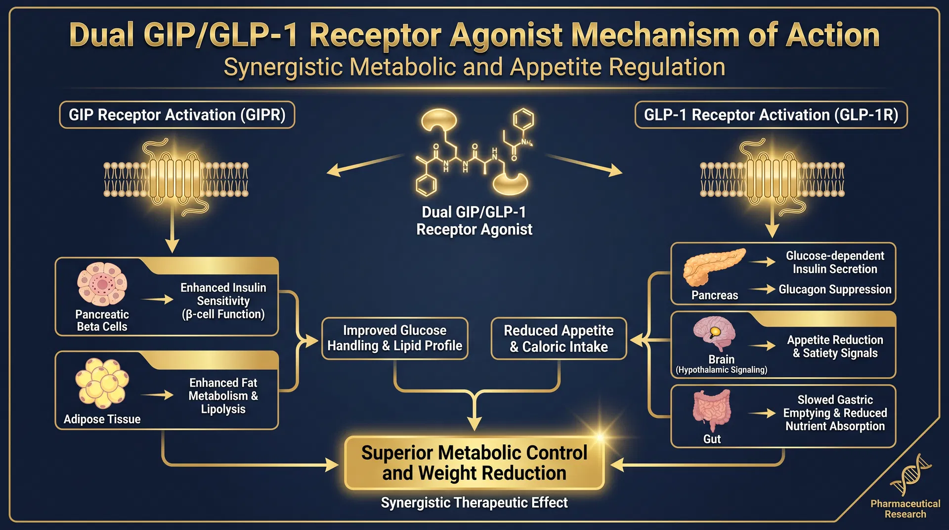 GLP-2 T mechanism of action diagram — GLP-2 Receptor Agonism & Intestinal Mucosal Growth