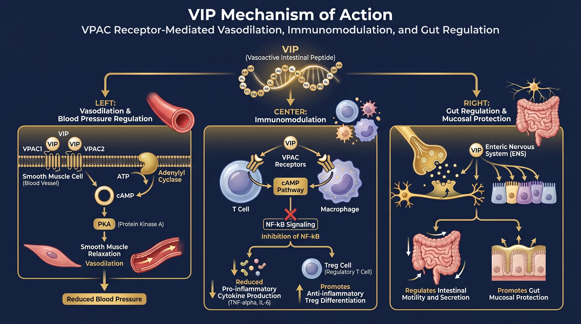 VIP mechanism of action diagram — VPAC Receptor Agonism & Neuroimmune Modulation