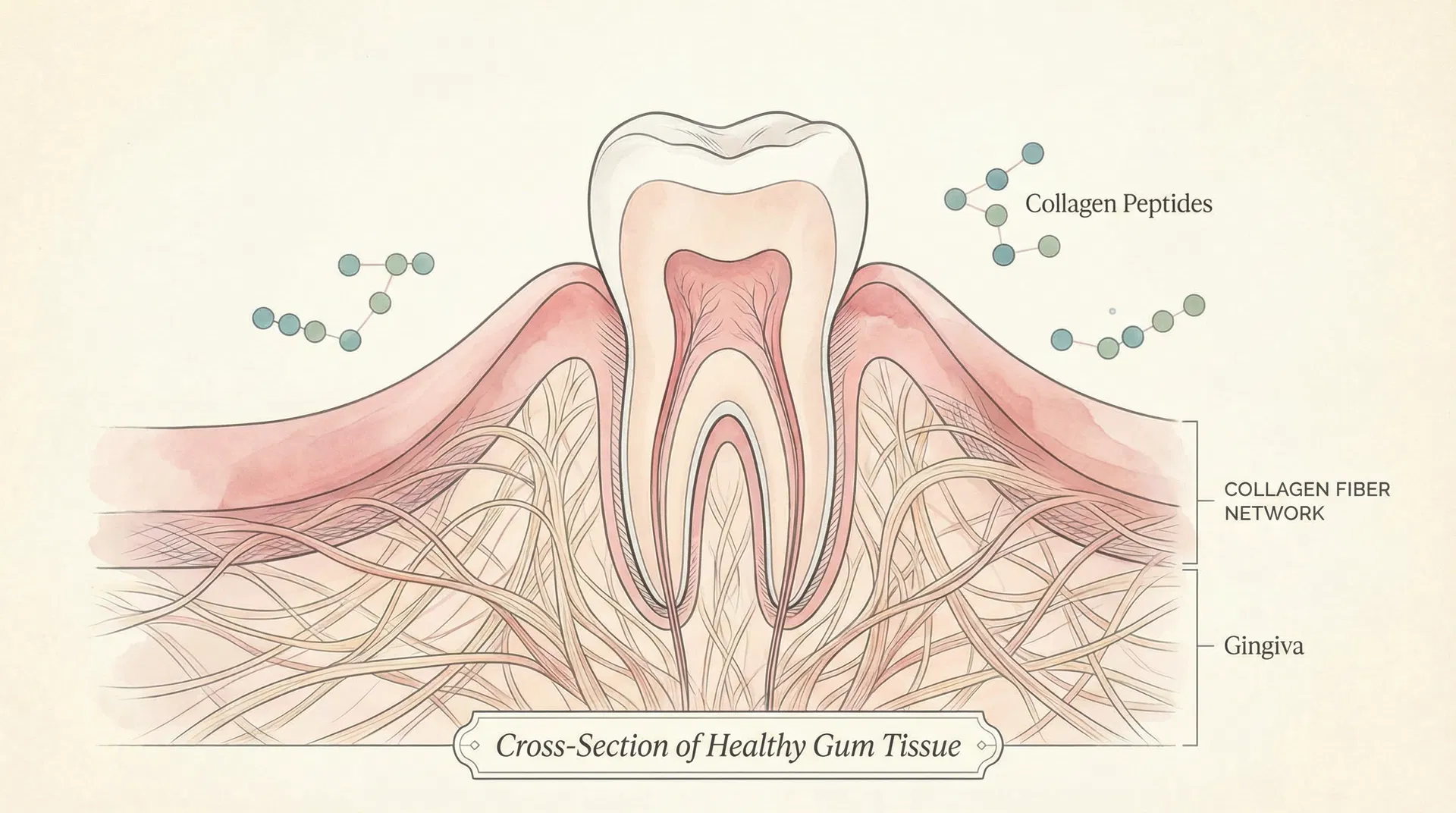 Collagen science illustration