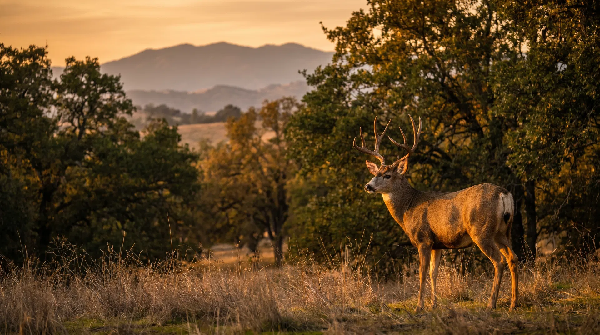 Deer at the ranch