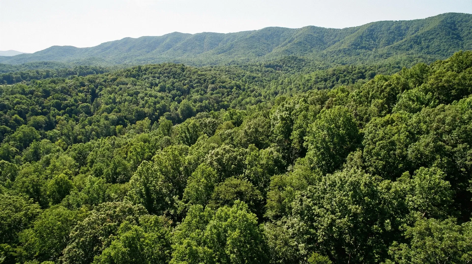 23.25 Acres in Buncombe County, NC