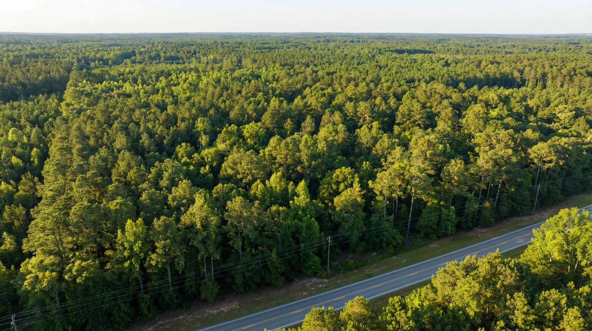 15 Acres of Prime Timberland - Developer Ready