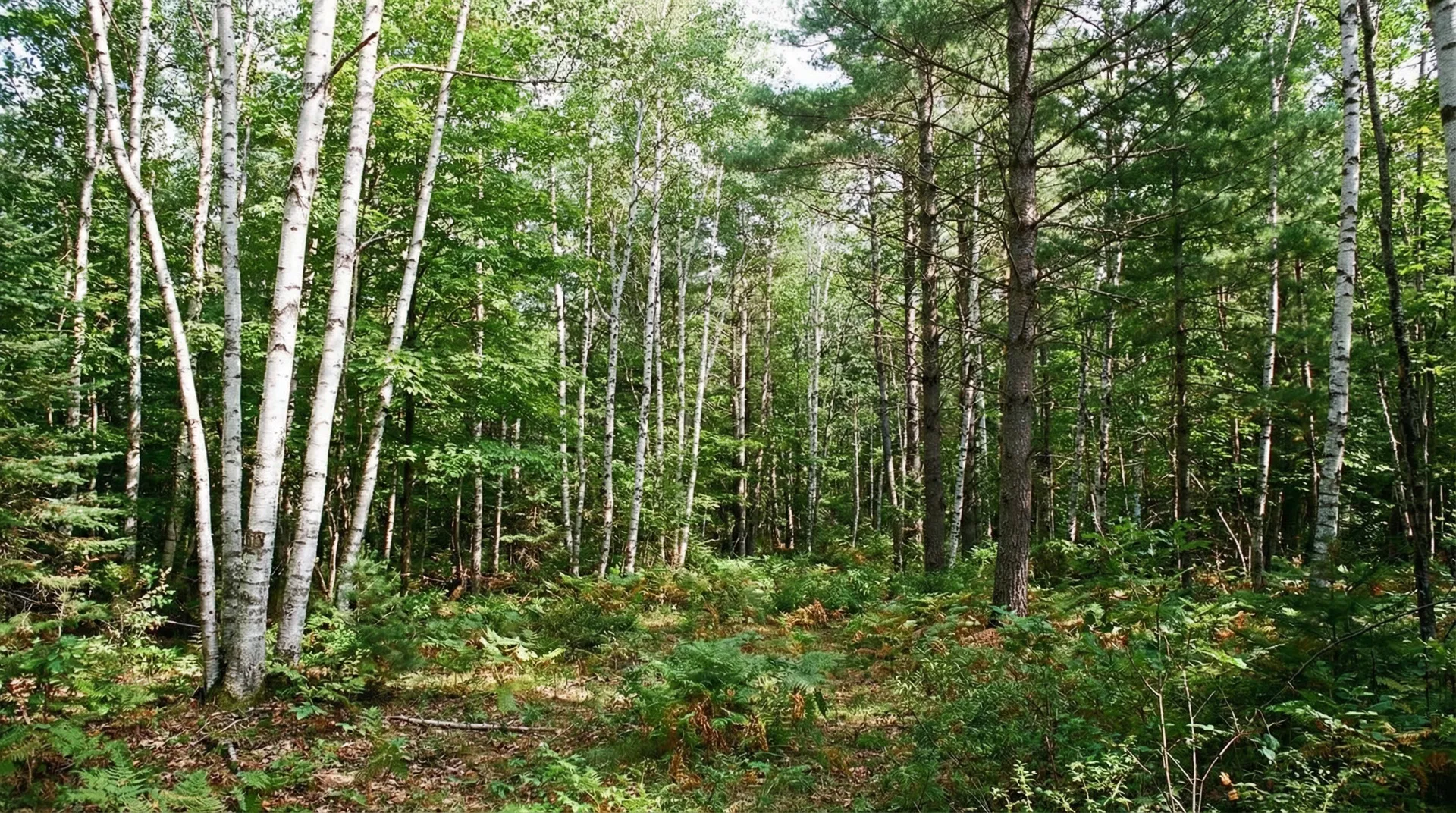 20.46 Acres in Mackinac County, MI