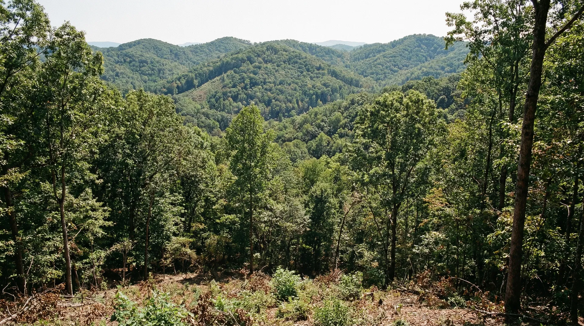 29 Acres in Scott County, TN