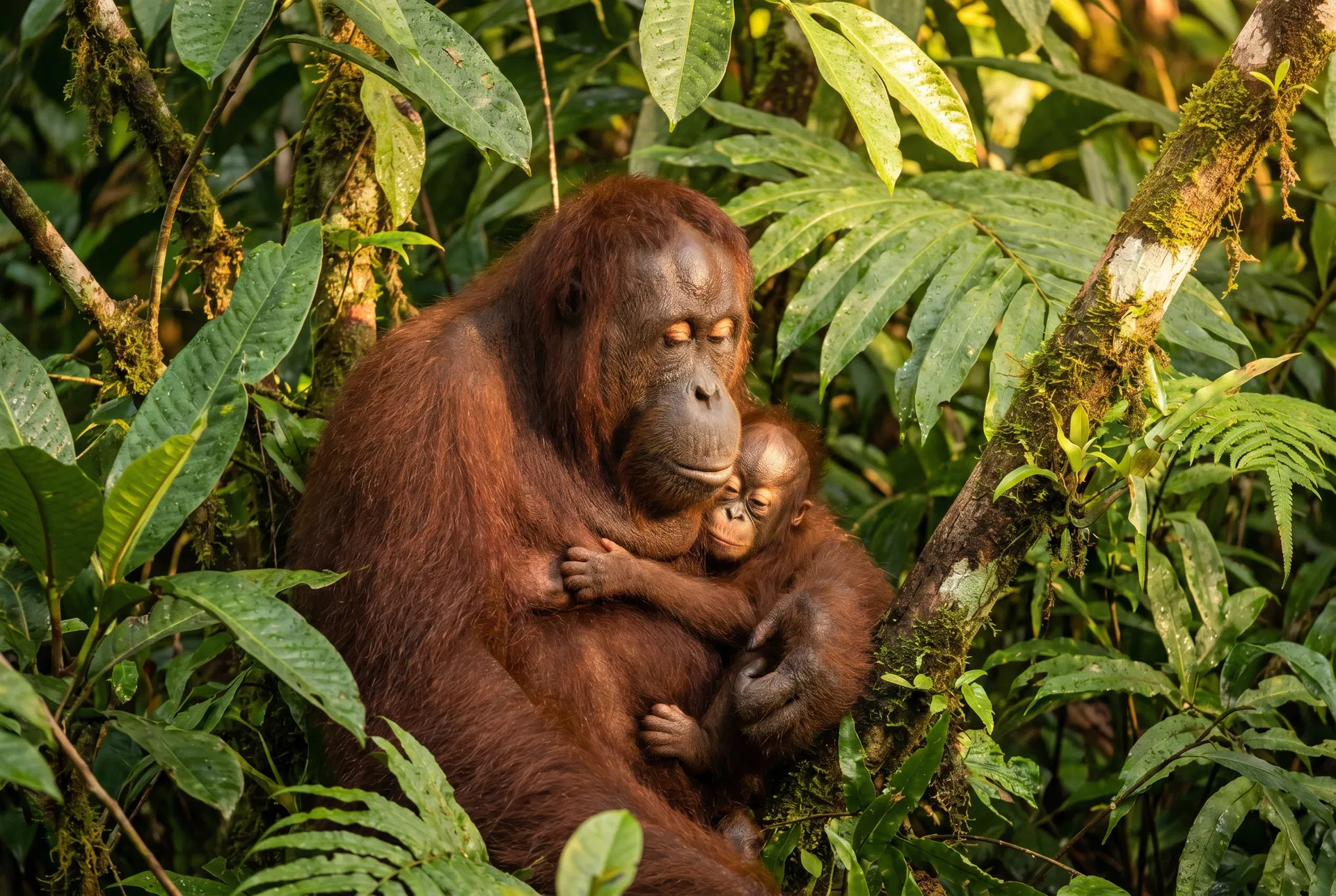 ボルネオのオランウータン