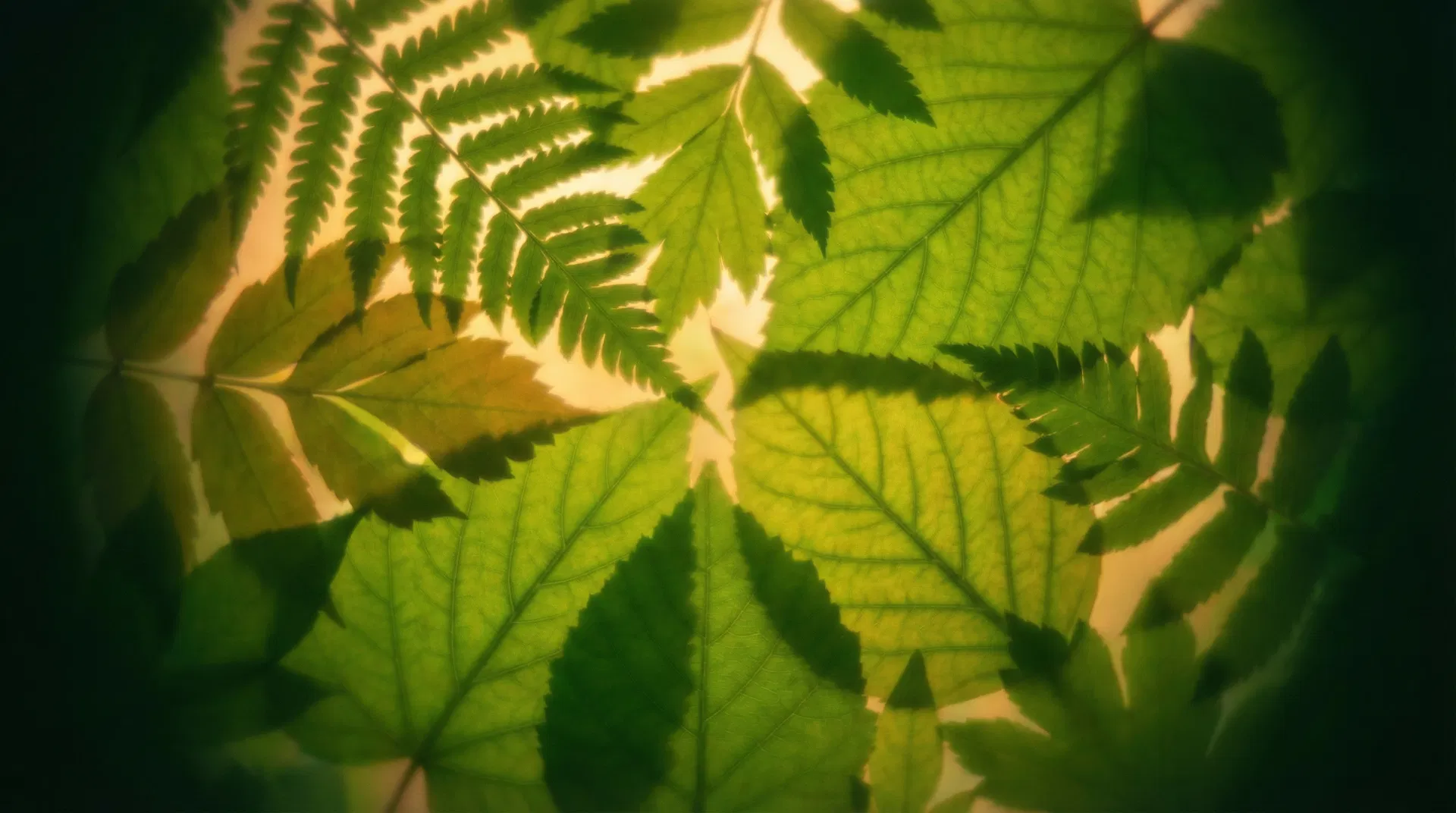 草本植物主題分類背景圖片