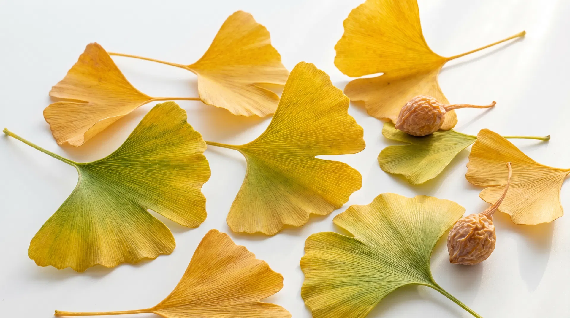 銀杏與認知健康：現代研究的重點整理 封面