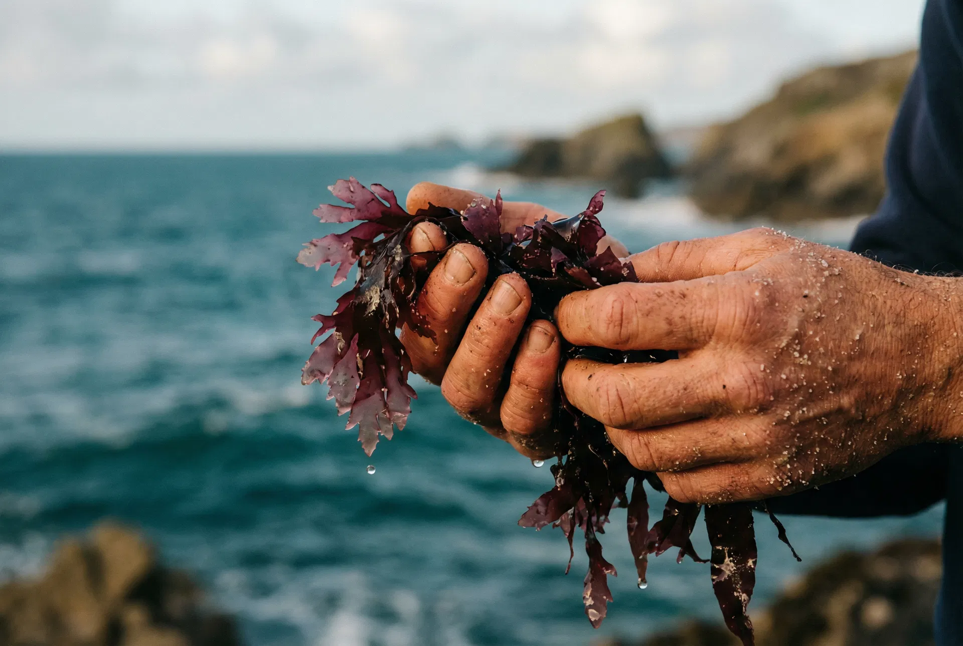 Freshly harvested dulse from Grand Manan