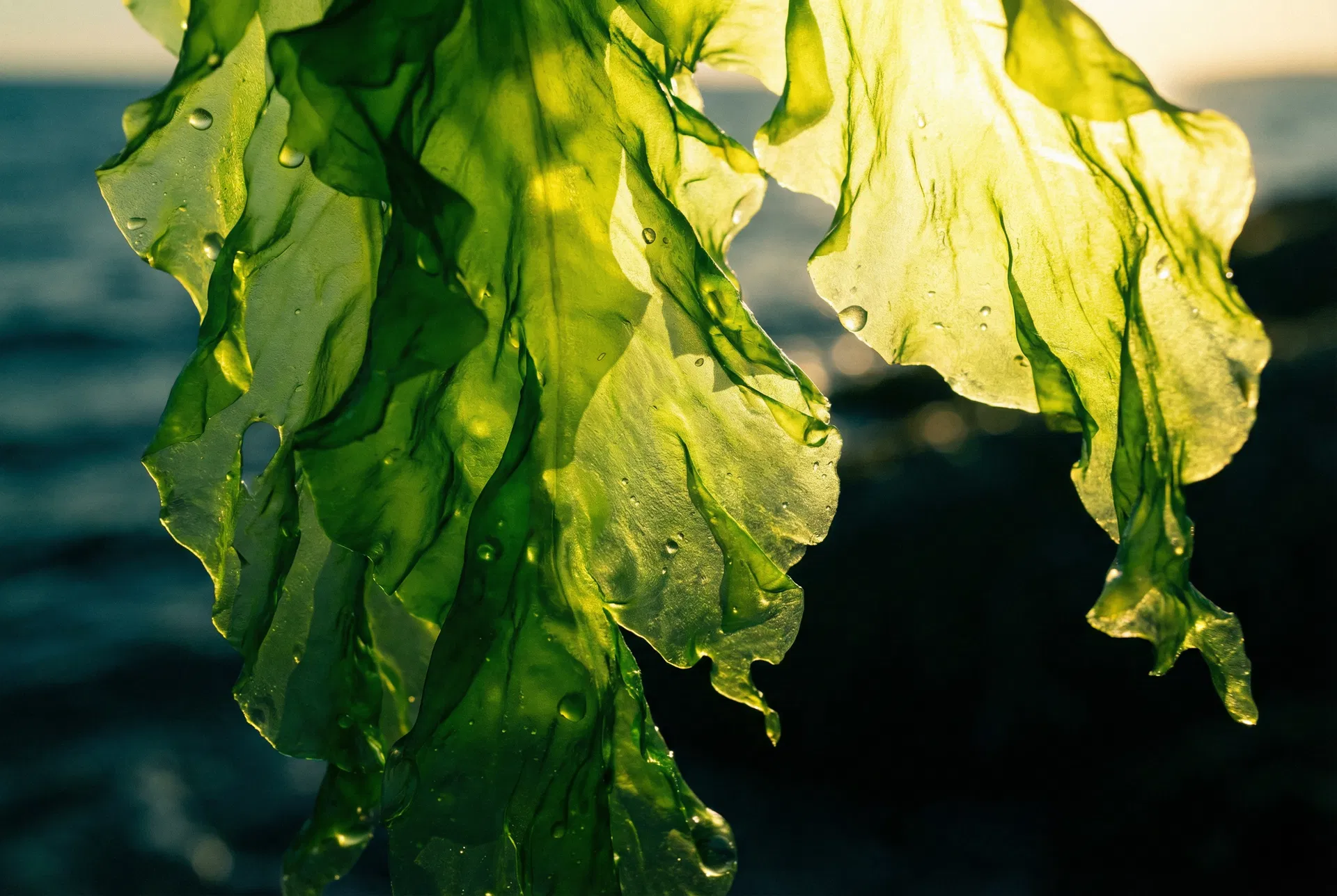 Sea Lettuce — Dried Seaweed