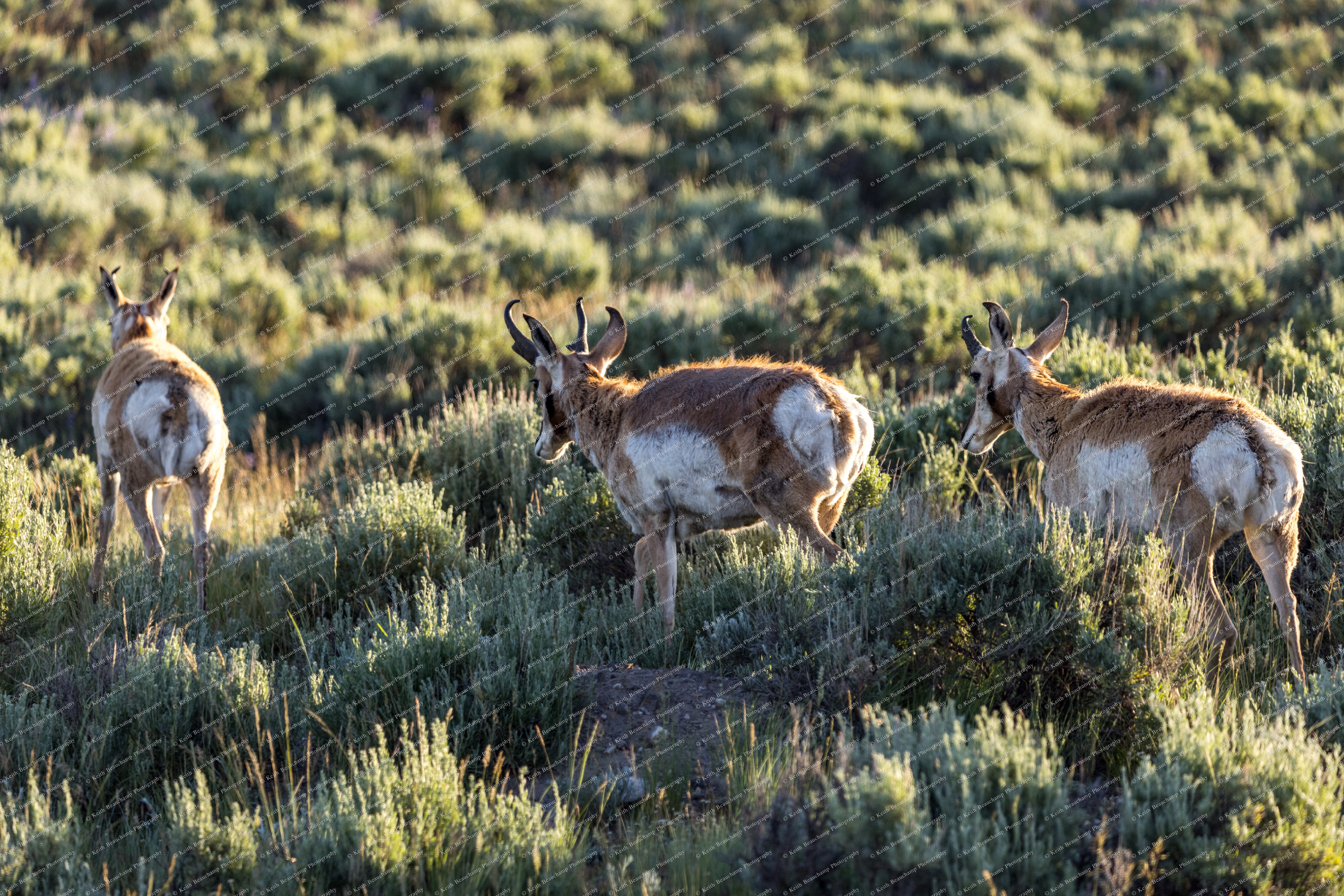 Yellowston teton firstgroup 12