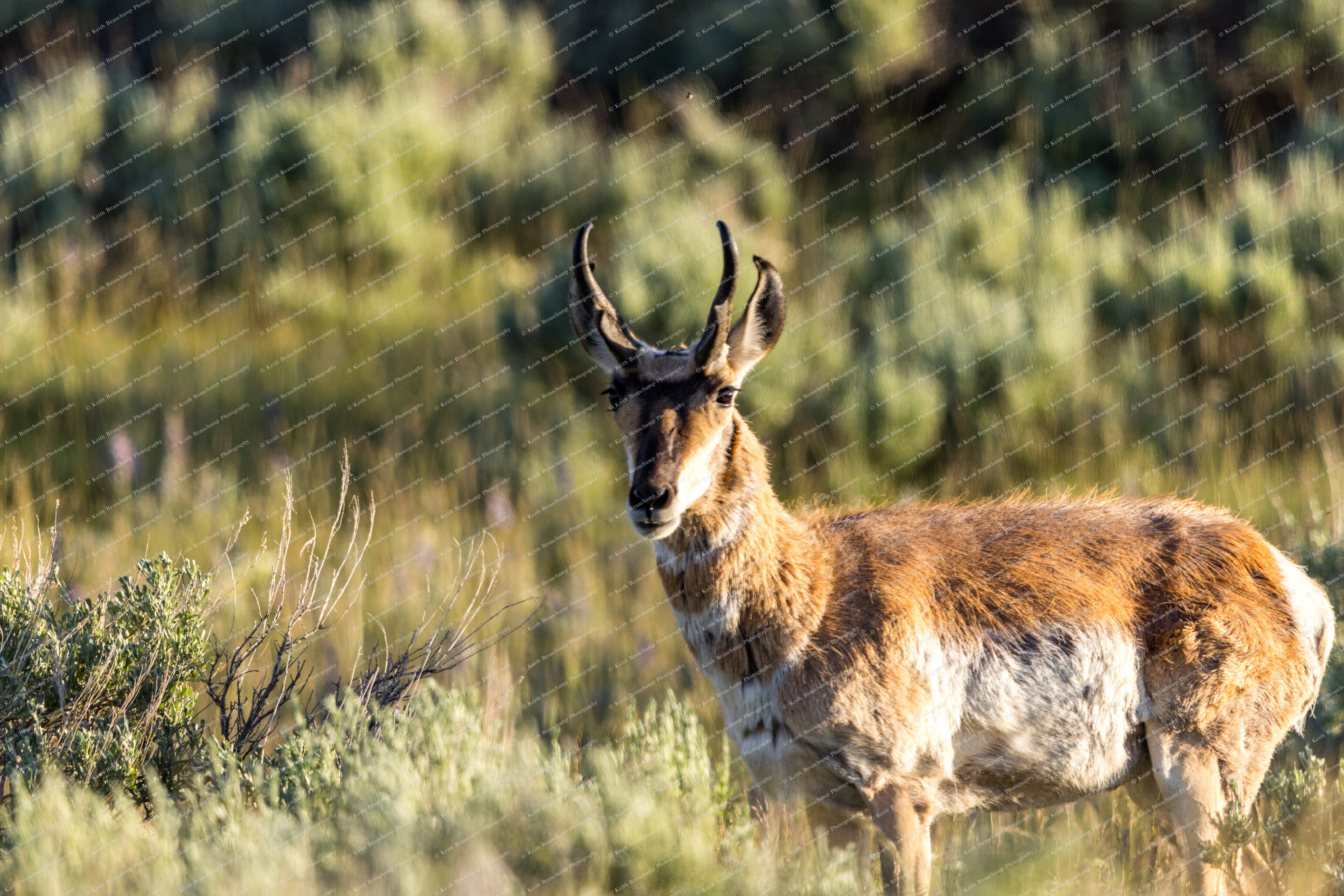 Yellowston teton firstgroup 15