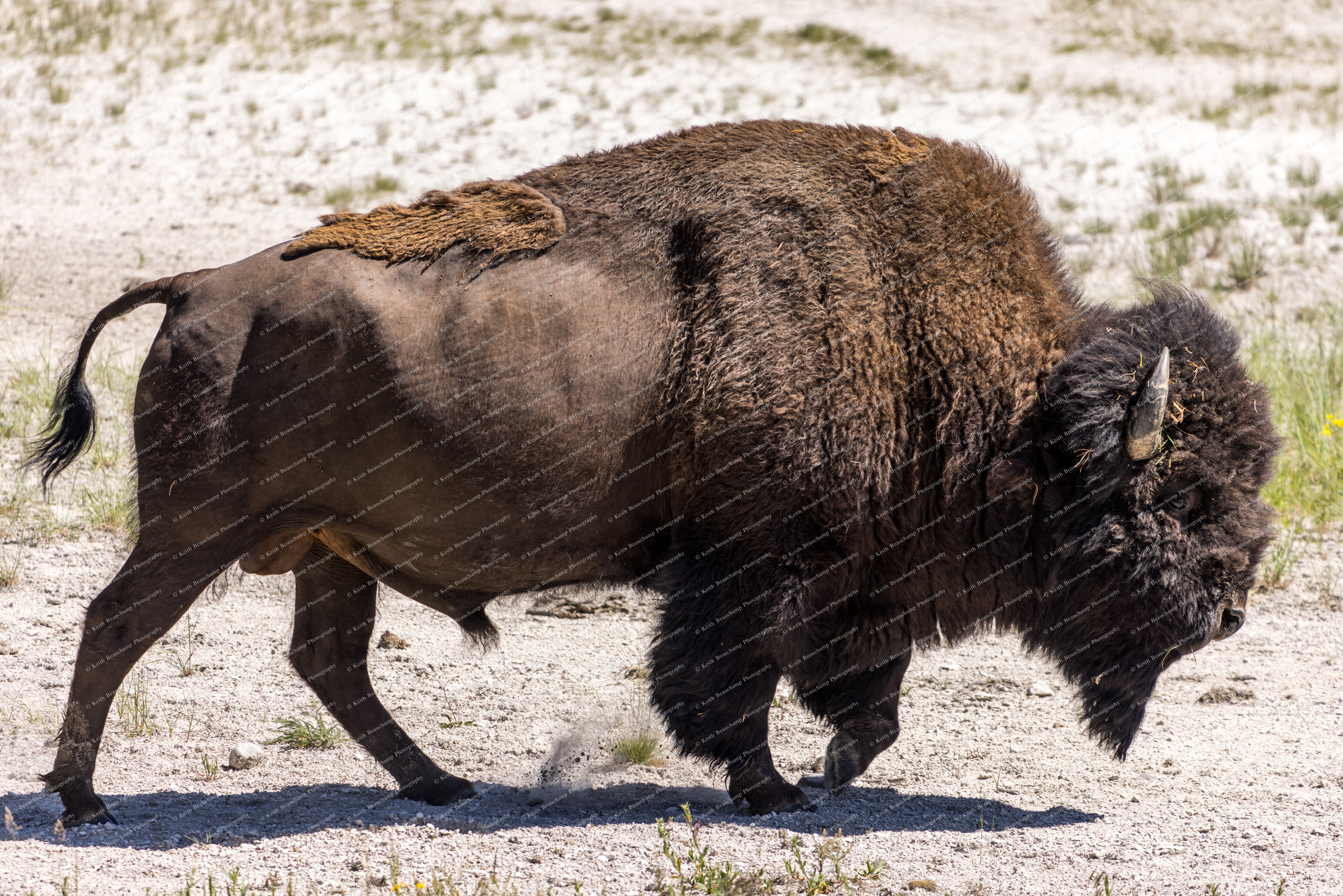 Yellowston teton firstgroup 4
