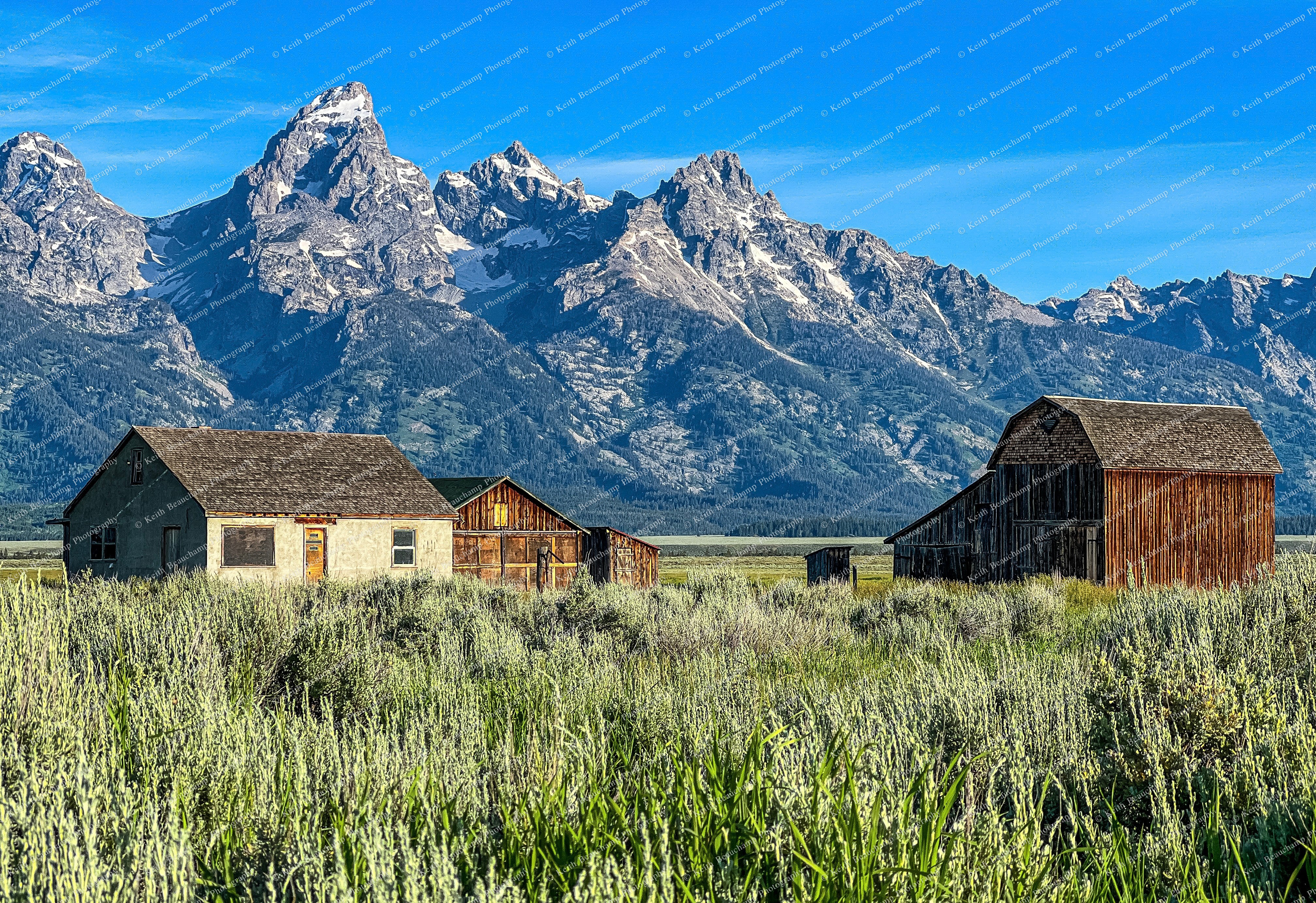Mormon Row - Grand Tetons