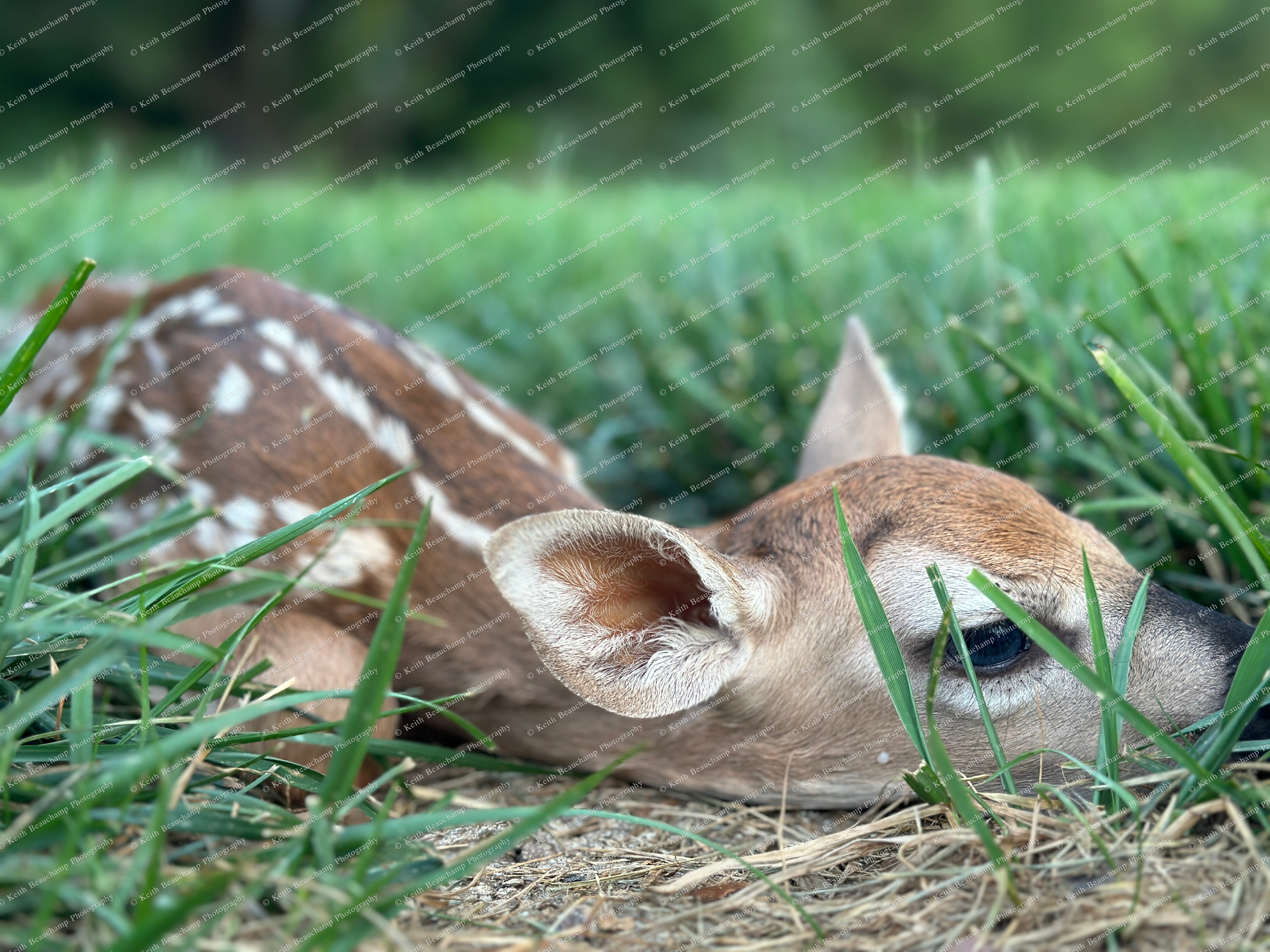 Fawn Hiding in the Grass