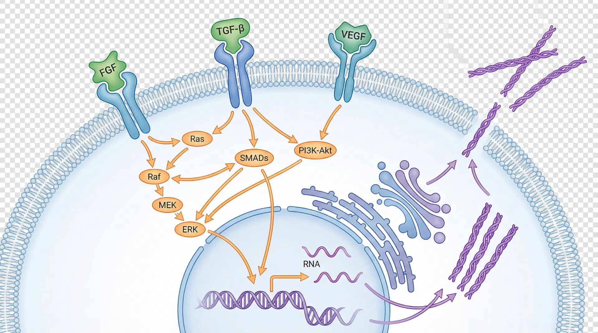 Cellular signaling diagram showing growth factors binding to receptors, signaling pathways, and collagen synthesis by fibroblasts