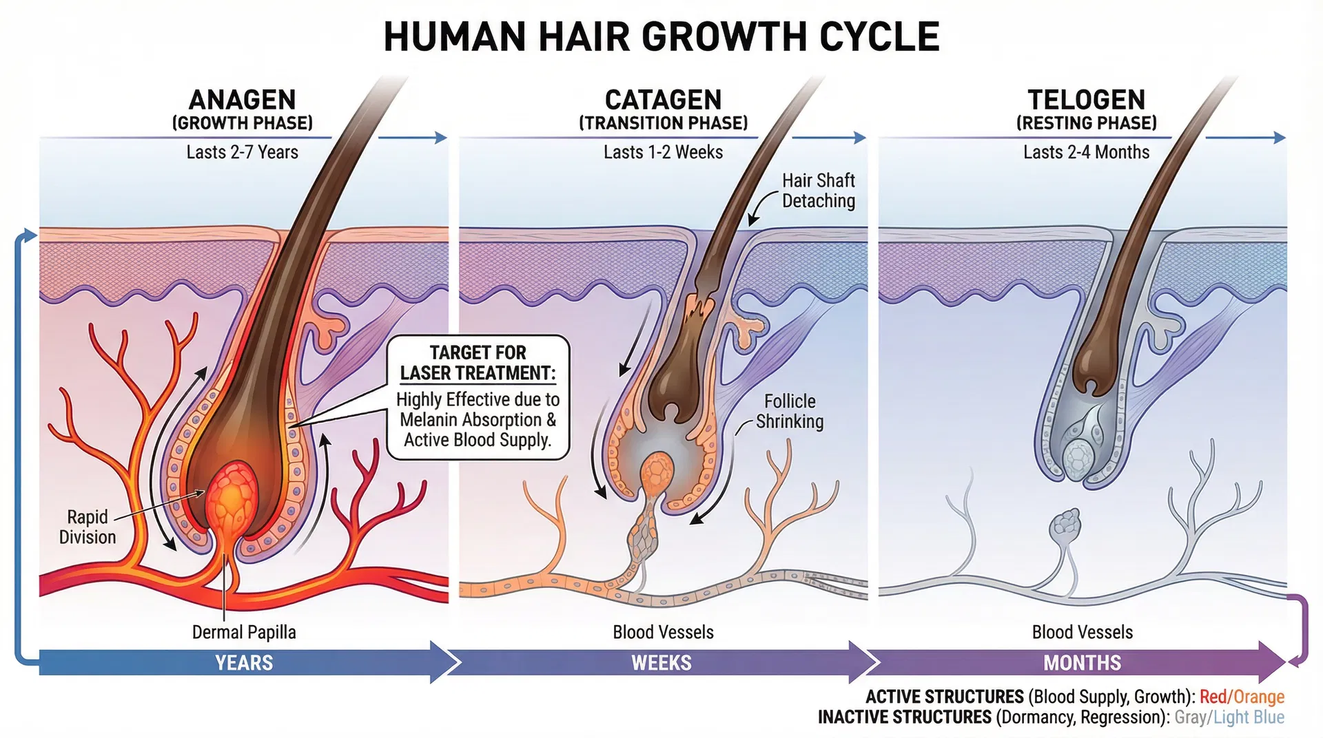 Hair growth cycle with three phases: anagen growth phase, catagen transition phase, and telogen resting phase