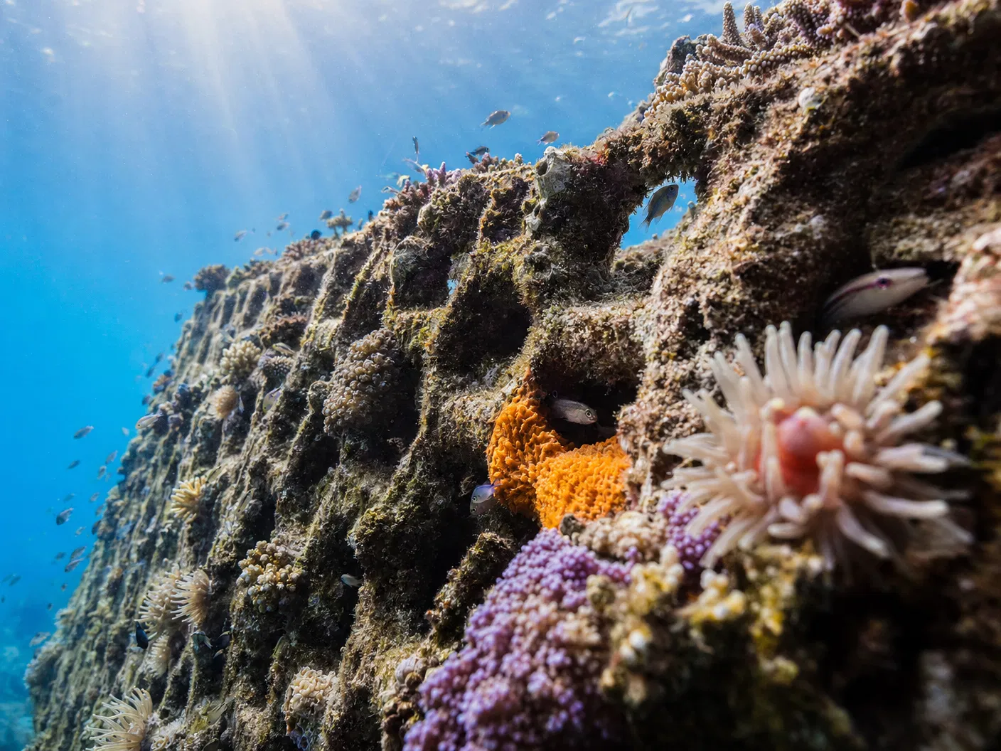 OyReef biocoated panel with marine life