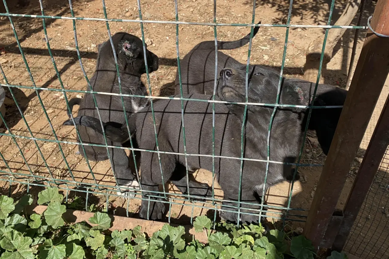 Antalya'da Vicdansız Üretim: Yavru Köpeklerin Kulakları Kesildi, Ceza Kesildi Ama Yeterli Mi?