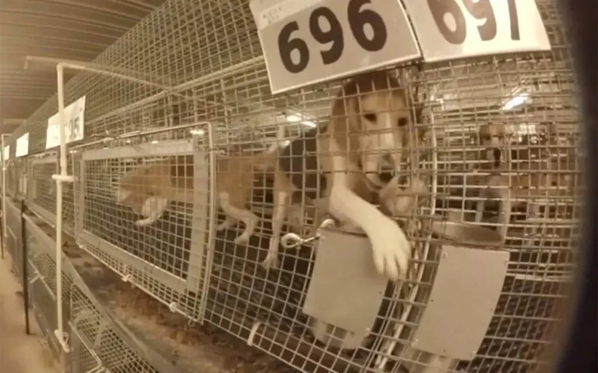 ABD'de Deney Köpekleri Kurtarıldı: 1500 Beagle Laboratuvar Esaretinden Çıkarıldı