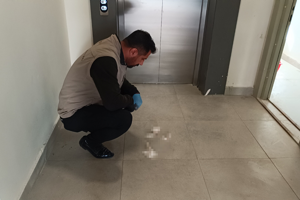 Adıyaman'da Katledilen Yavru Kedi: Vicdanlar Parçalandı, Failler Nerede?