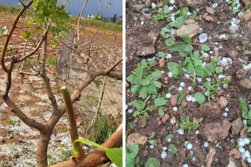 Antep'te Fırtına ve Dolu Değil, Çiftçinin Geleceği Vuruldu: Hasat Hayalleri Enkaz Altında!