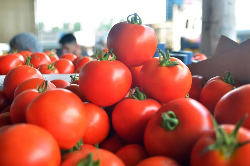 Akaryakıt Zammı Domatesi Vurdu: Tarlada Bedava, Pazarda Yangın!