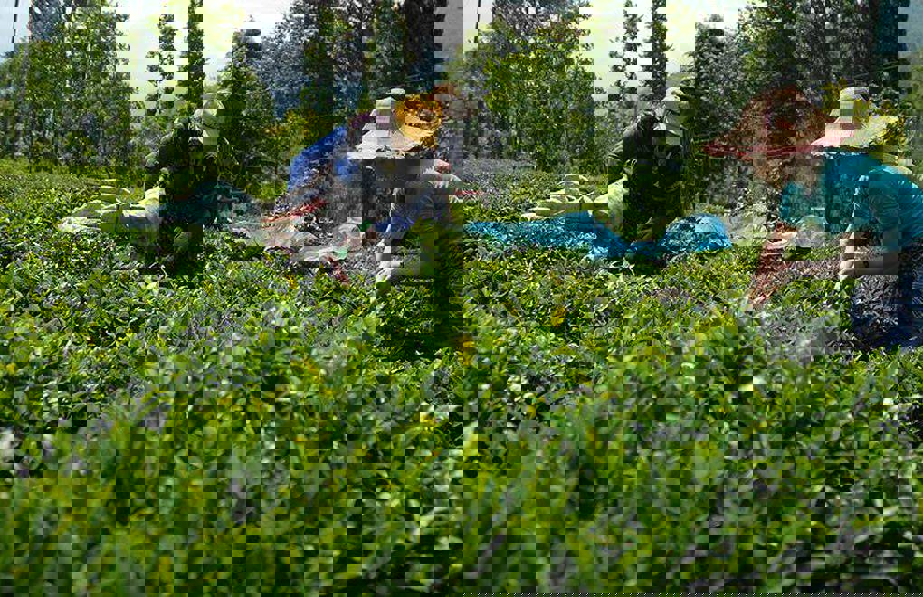 Çay Üreticileri 'Haklarımızı İstiyoruz' Diyerek Ses Yükseltti: Emekleri Sömürülüyor mu?