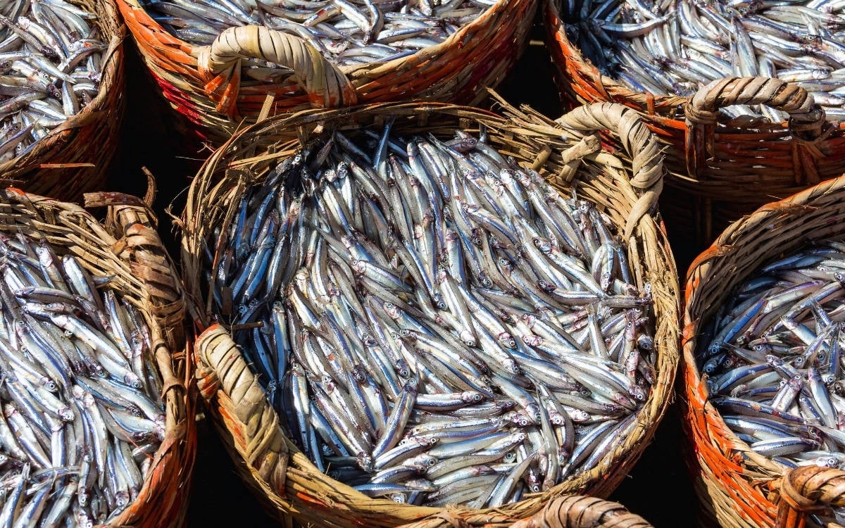 Av Yasağı Başladı: Denizler Nefes Alırken, Balıkçılar ve Tüketiciler Neden Endişeli?