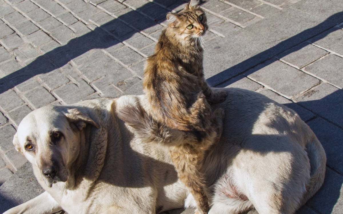 Hayvan Hakları Savunucuları Ankara'da: 'Katliam Yasası' Gölgesinde Sessiz Çığlık Büyüyor