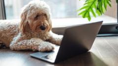 Hayvanlarla İletişim Kurma Hayali: Bilimsel Gelişmeler mi, Yeni Bir Sömürü Alanı mı?