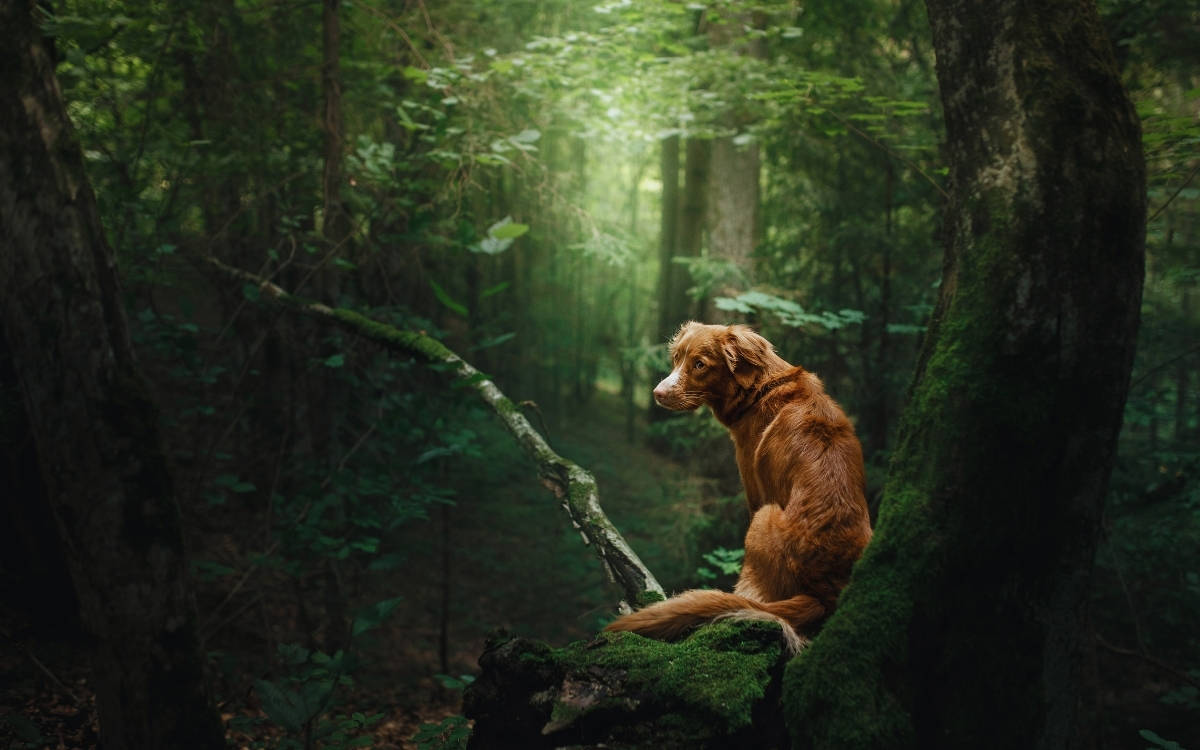 Kapitalizmin Gölgesinde Ekokırım: Doğaya Açılan Savaşın Acı Bilançosu