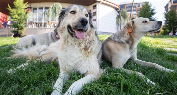 İçişleri Bakanı'ndan 'Toplama' İtirafı: Sokak Hayvanlarının %75'i Nerede, Akıbetleri Ne?