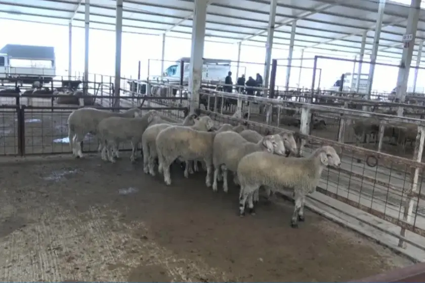 Hayvan Pazarlarında Fiyatlar Uçuşta: Yurttaşın Kesesi Boş, Üreticinin Umudu Tükeniyor