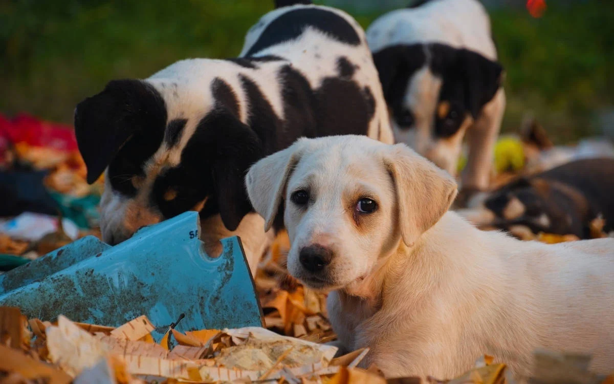 Sokak Hayvanları İçin Ayrılan Bütçenin Yalnızca Yüzde 1,83'ü Kullanıldı: İhmal mi, Tercih mi?