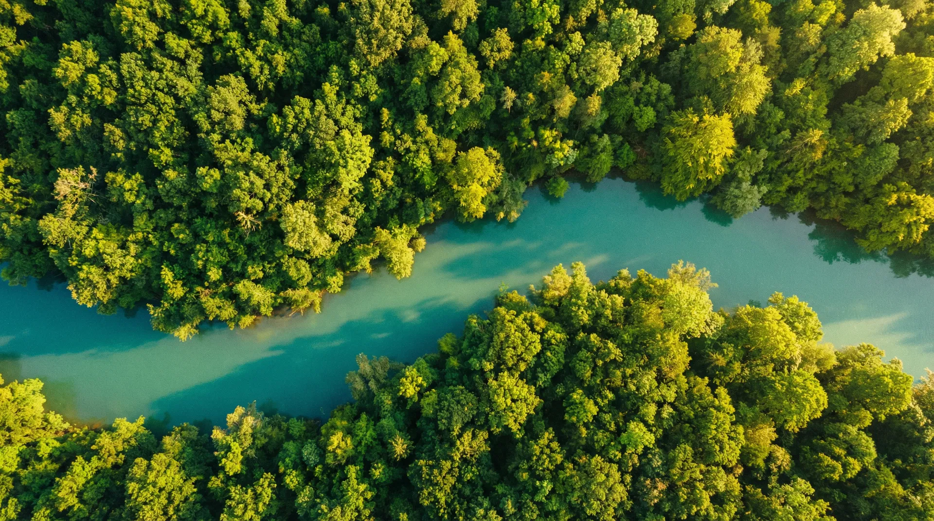 Lush forest canopy from above