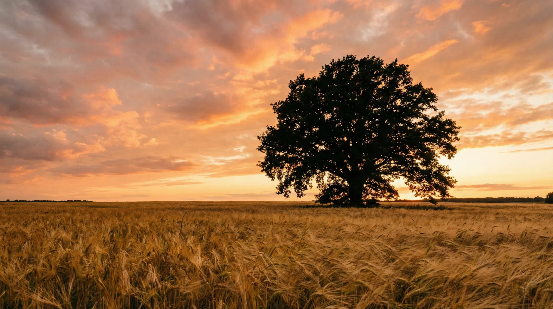 Golden wheat field at sunset