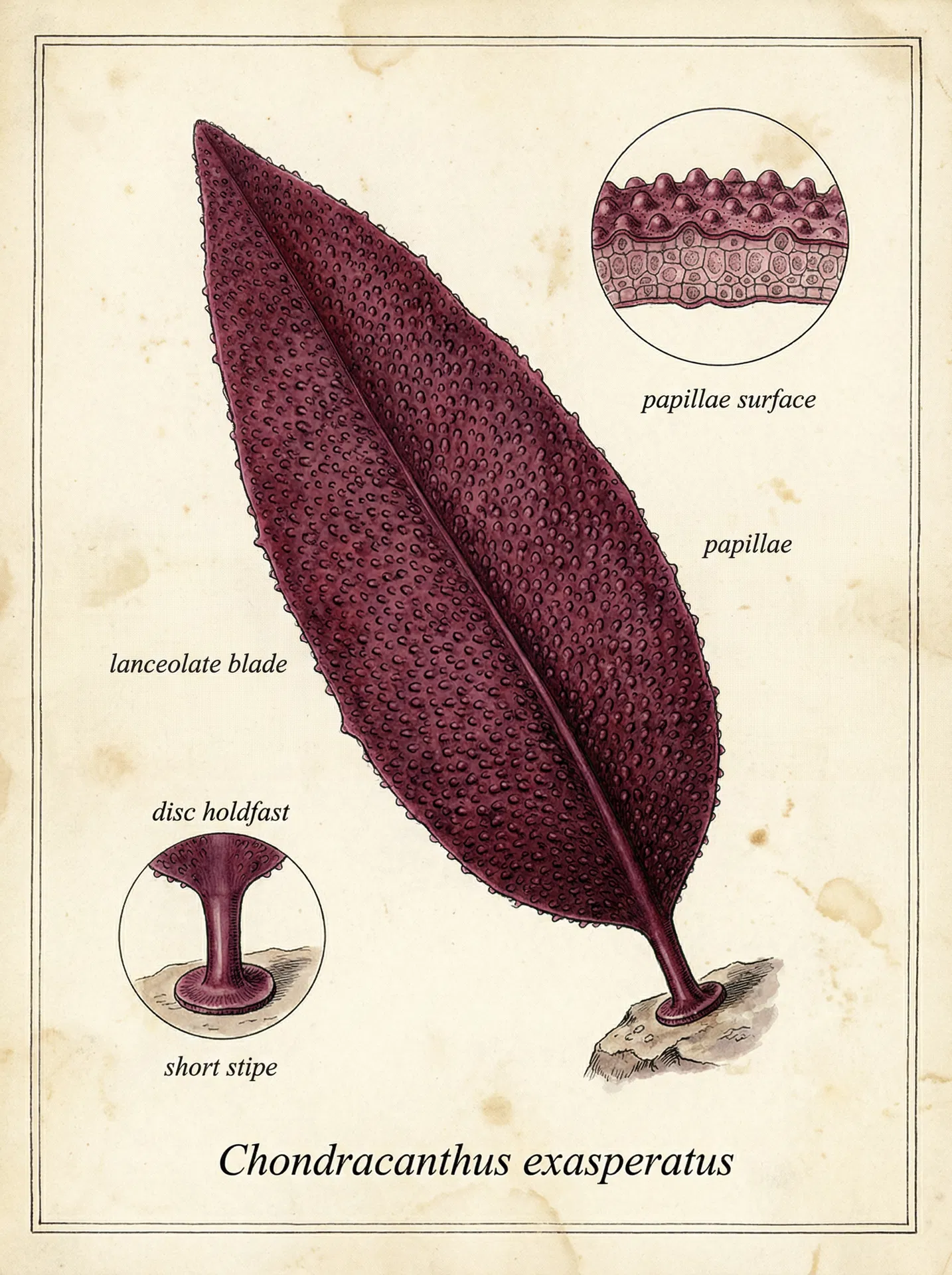 Turkish Towel (Chondracanthus exasperatus) — Botanical illustration — Sunshine Coast Seaweeds