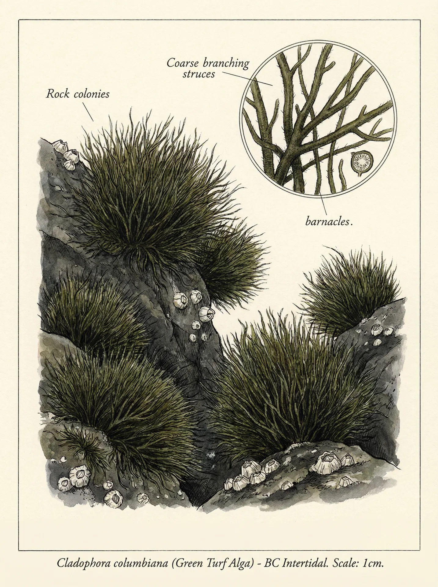Green Turf Alga (Cladophora columbiana) — Botanical illustration — Sunshine Coast Seaweeds