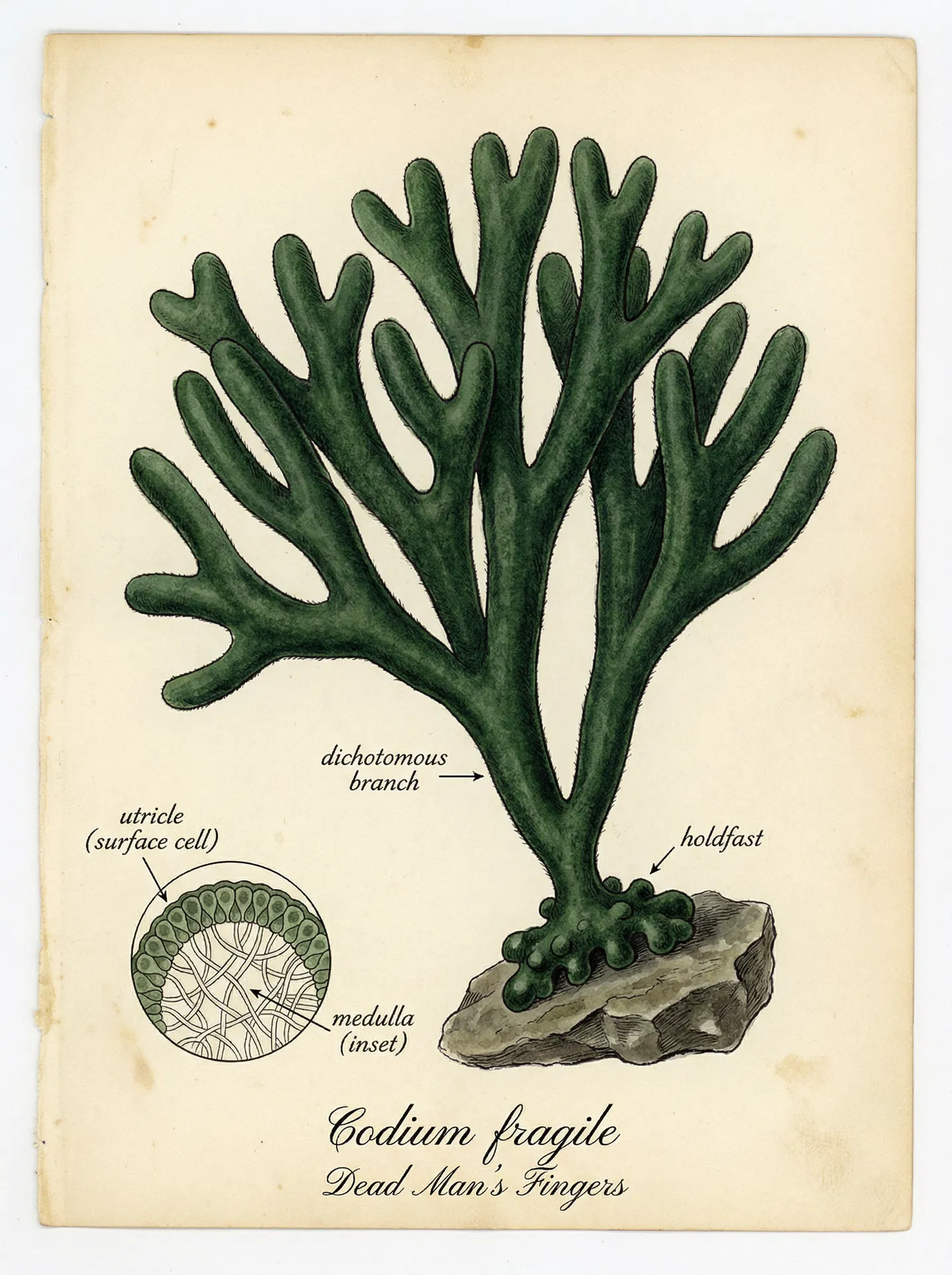 Dead Man's Fingers (Codium fragile) — Botanical illustration — Sunshine Coast Seaweeds