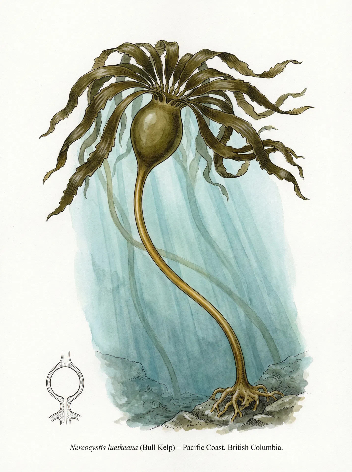 Bull Kelp (Nereocystis luetkeana) — Botanical illustration — Sunshine Coast Seaweeds