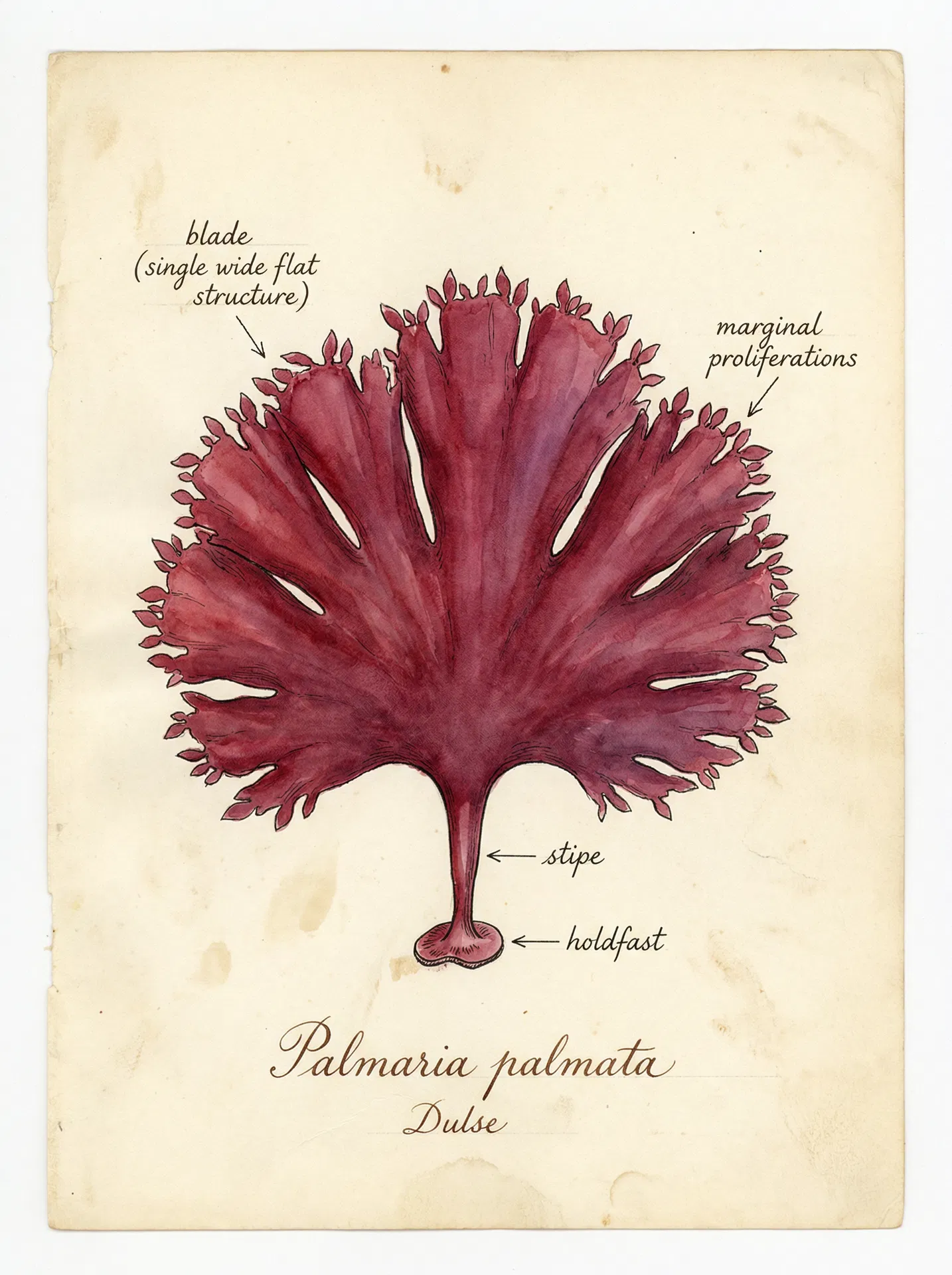 Pacific Dulse (Palmaria hecatensis) — Botanical illustration — Sunshine Coast Seaweeds