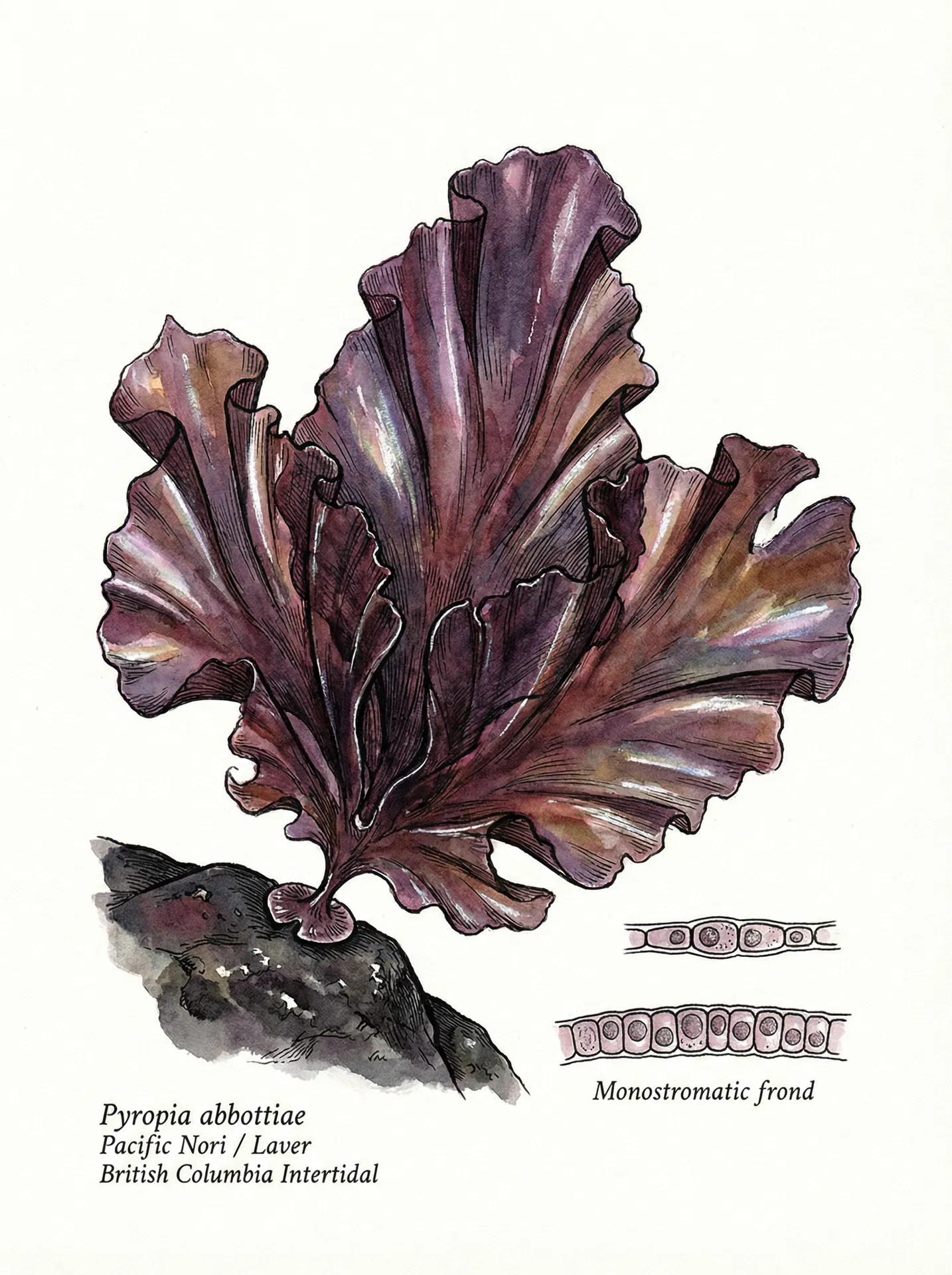 Nori (Pyropia abbottiae) — Botanical illustration — Sunshine Coast Seaweeds
