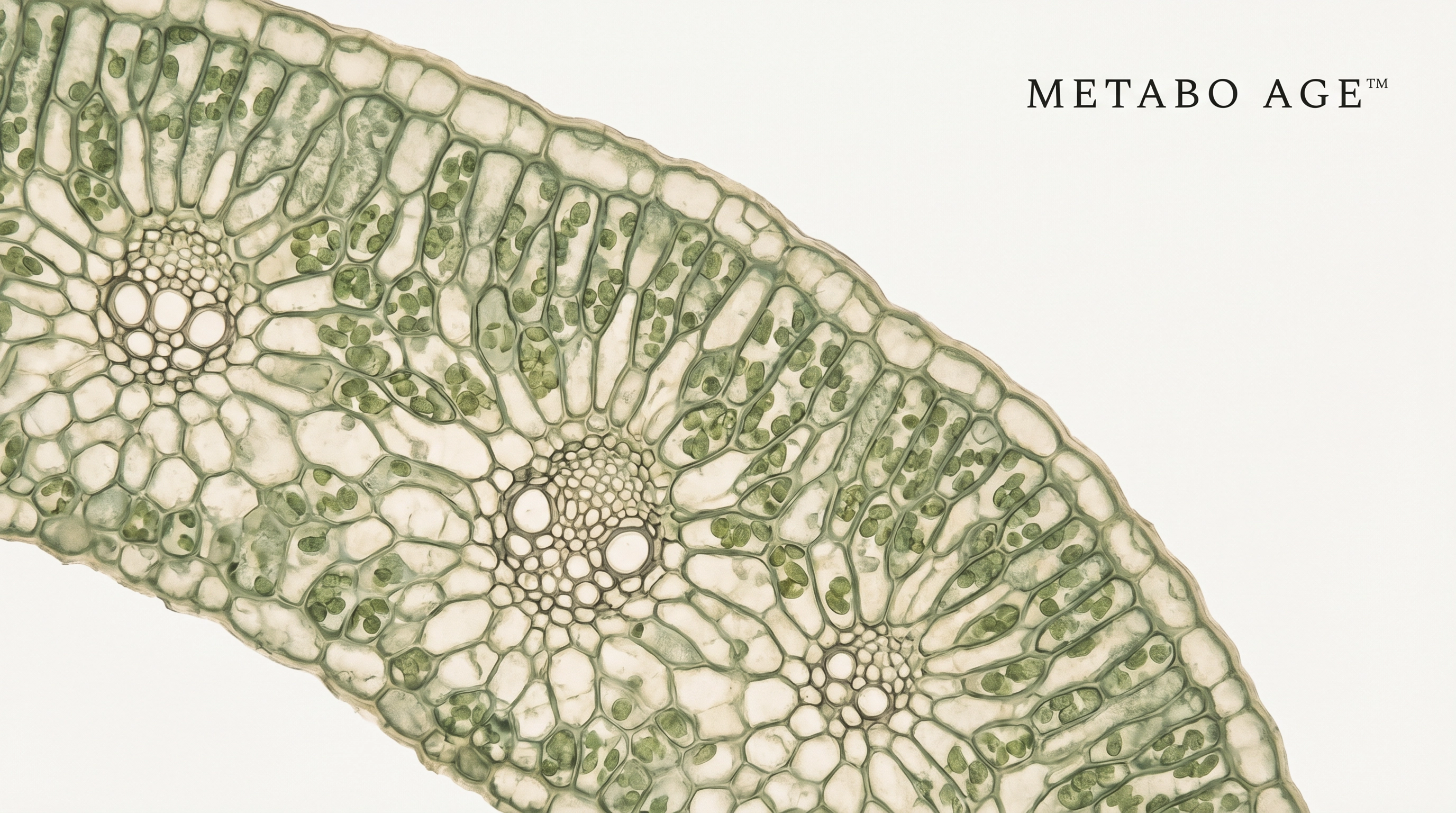 Macro photograph of white capsules on a stone surface with soft directional lighting